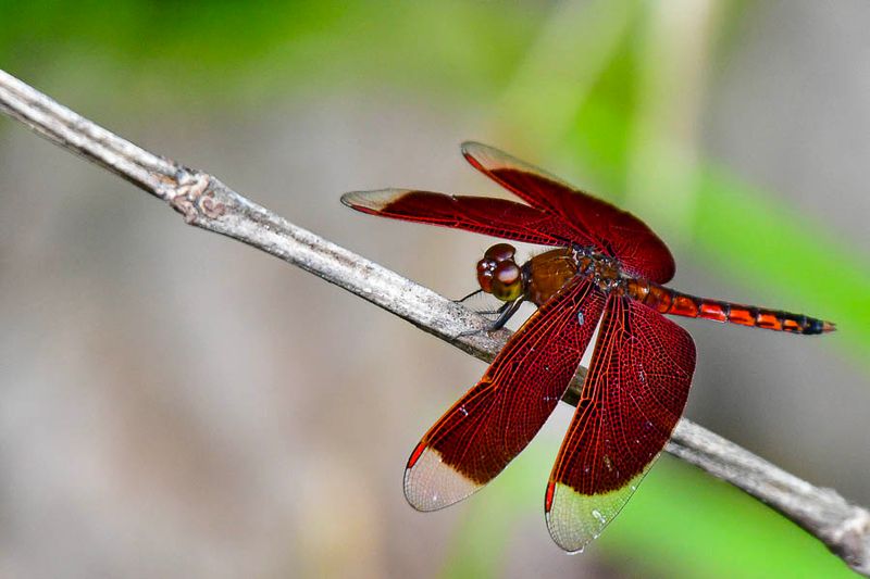 Dragonflies and Damselflies - The Odonata