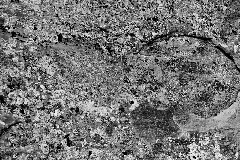 Lichens - Utah19-2-0884bw