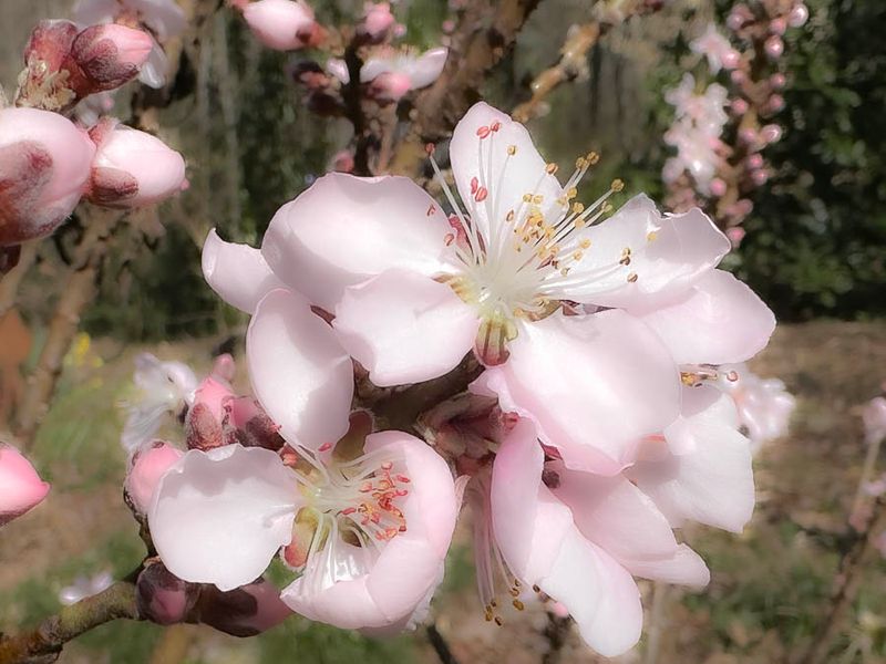 03-07 Peach blossoms i4198