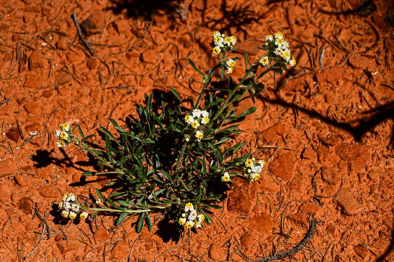 Desert flowers Utah-2-0913