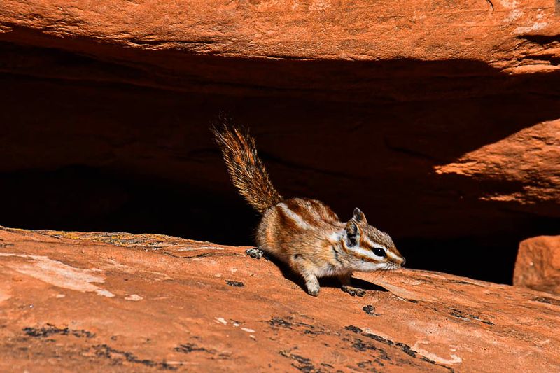 Chipmunk Utah19 -2-0924