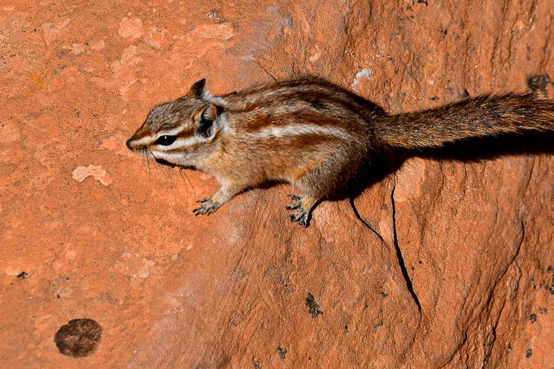 Chipmunk Utah19-2-0925