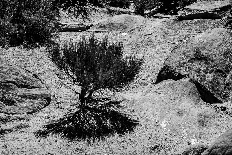 Mormon tea Utah19-2-0927-2bw