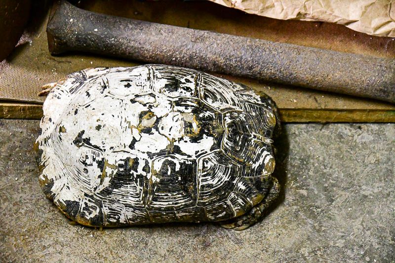 One of two pet tortoises in Craft Draft Moroc-3506