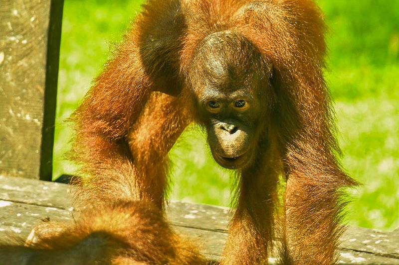 08 24 Young orangutan 3799
