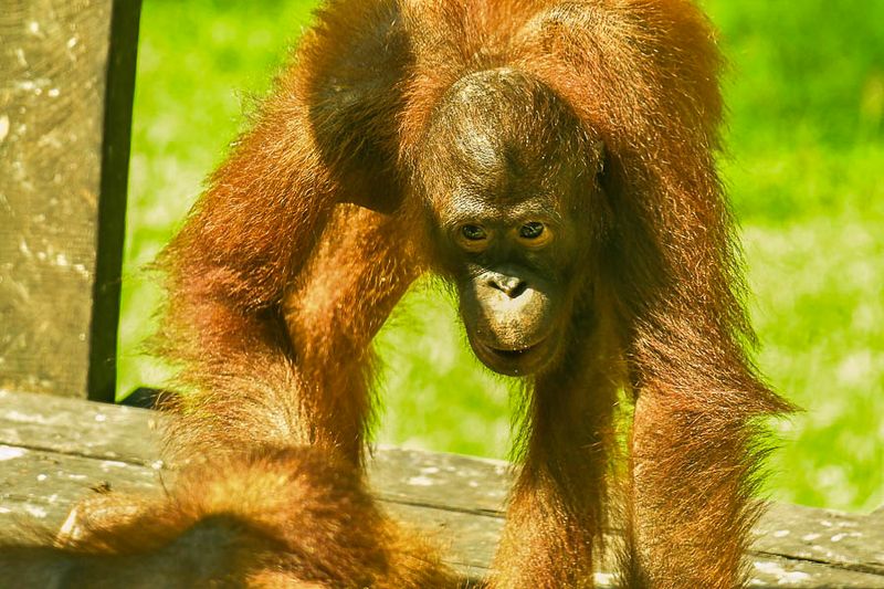 08 24 Young orangutan 3799