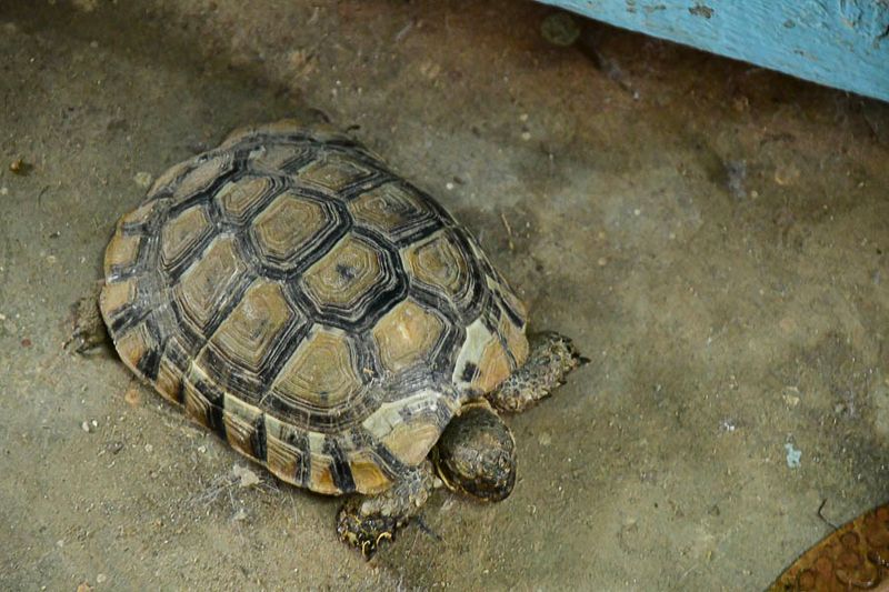 The other tortoise at Craft Draft Moroc-3508