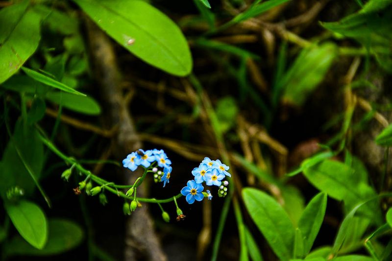 06-29 Water Forget-me-nots 5581