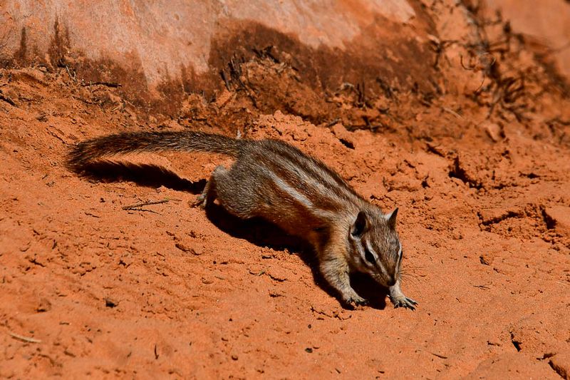 05 02 Chipmunk Utah19-2-0949