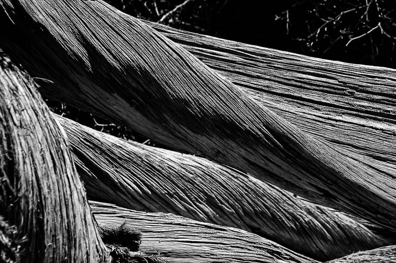 05 02 Juniper bones Utah19-2-0953bw