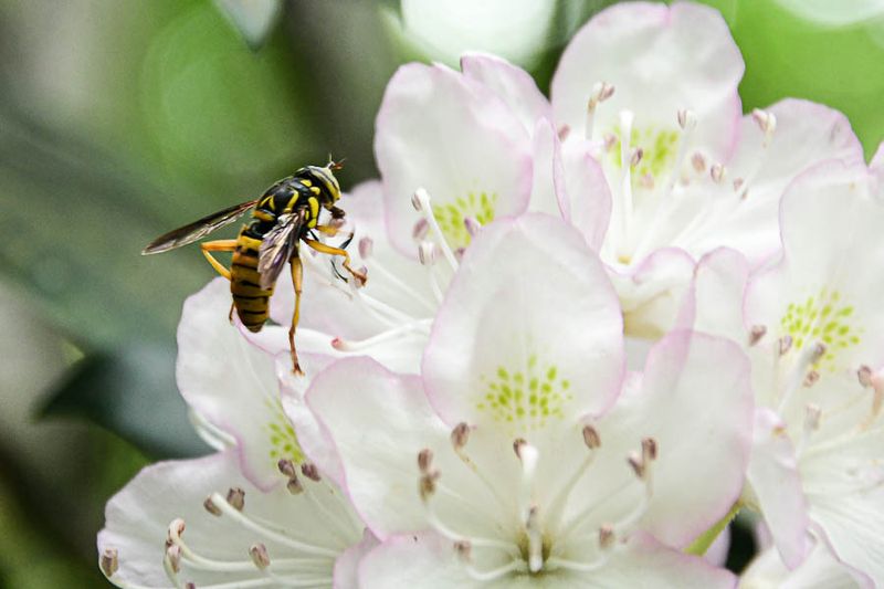 06 29 Syrphid fly on rhododendron 5644