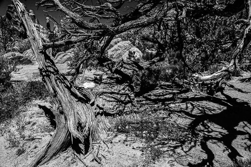 05 02 Utah19-2-0962-2bw