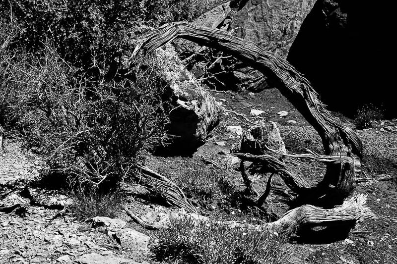 Utah19-2-0967-2bw