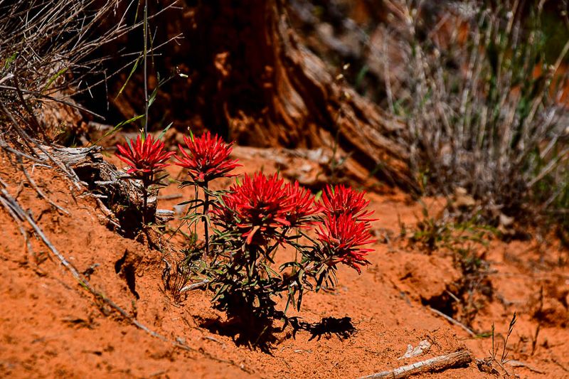 Probably Slickrock paintbrush - Utah19-2-0977