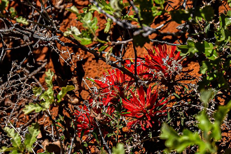 Probably Slickrock Paintbrush - Utah19-2-0979