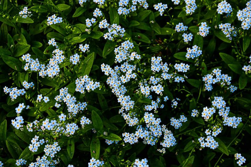 06 29 Water Forget-Me-Nots - 5730