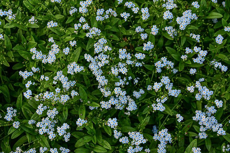 06 29 Water Forget-Me-Nots - 5731