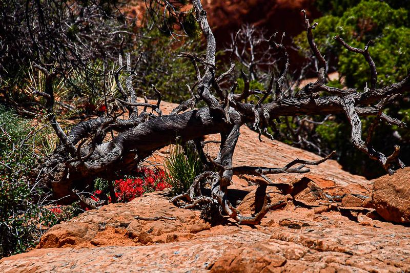 Hidden paintbrush - Utah19-2-0983