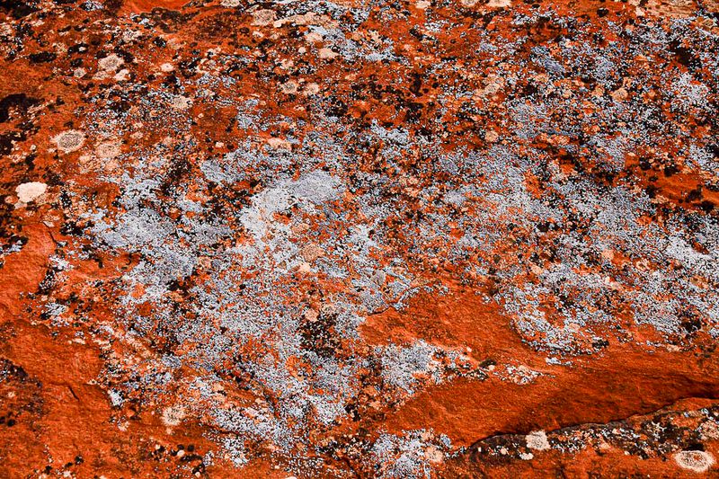 Lichen covered - Utah19-2-0984