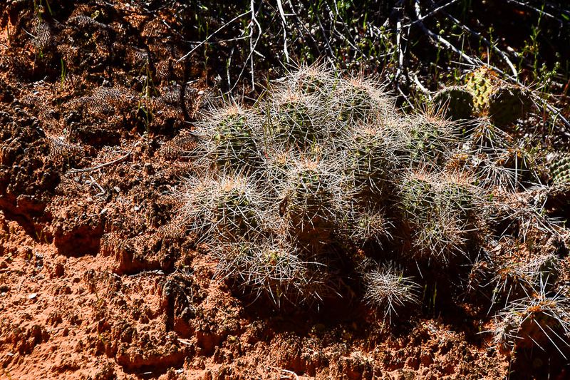 Cactus - Utah19-2-0985