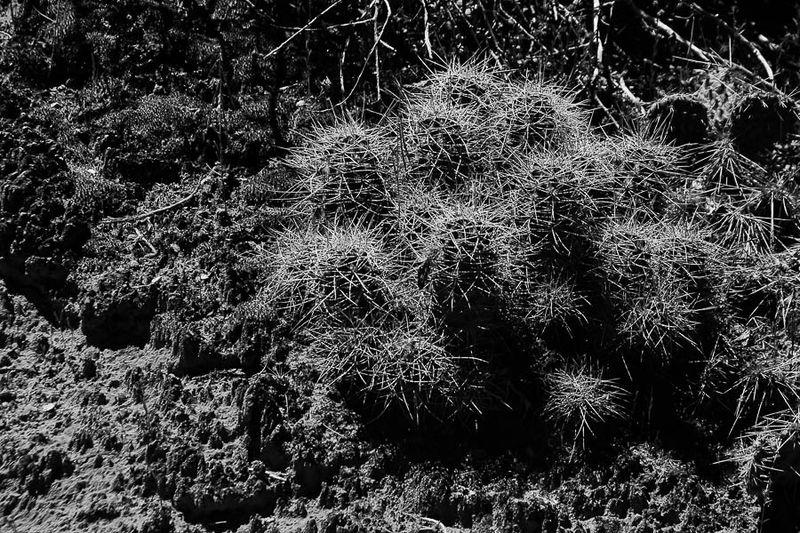 Cactus - Utah19-2-0985-2bw