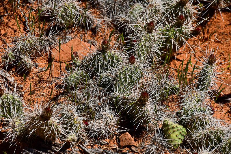 About to bloom - Probably Slickrock paintbrush cactus - Utah19-2-0987