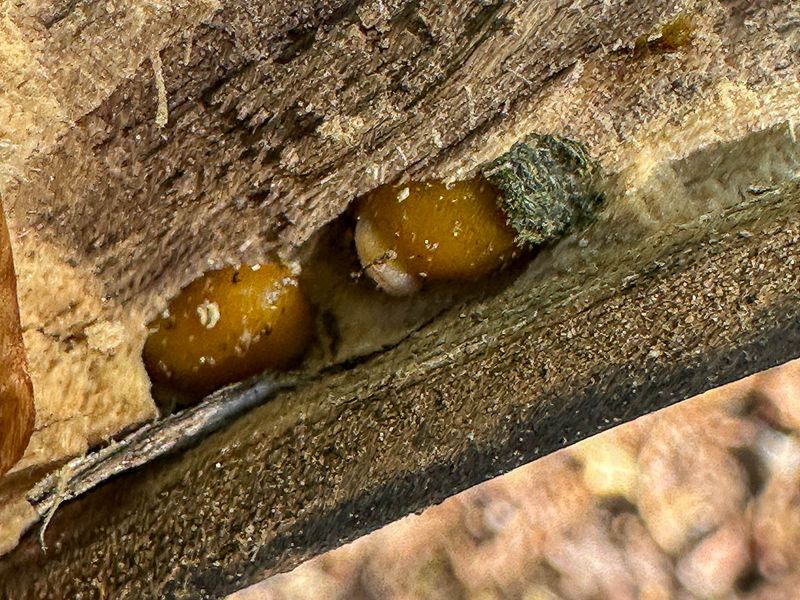 2024 04 22 Parasitic wasps on what are likely solitary bee larvae i5066
