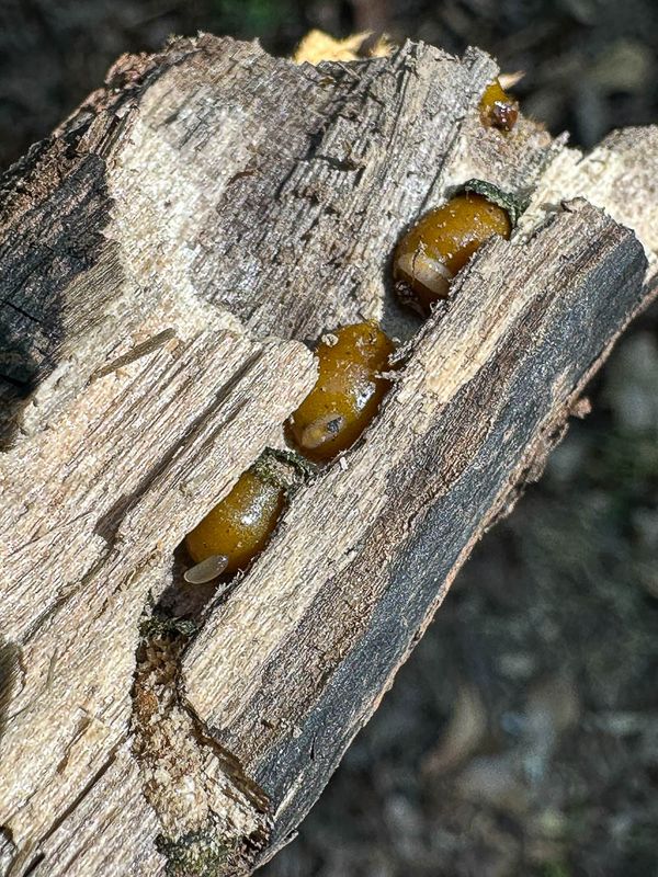 2024 04 22 Parasitic wasps on what are likely solitary bee larvae i5078