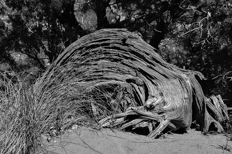 Utah19-2-1001-2bw