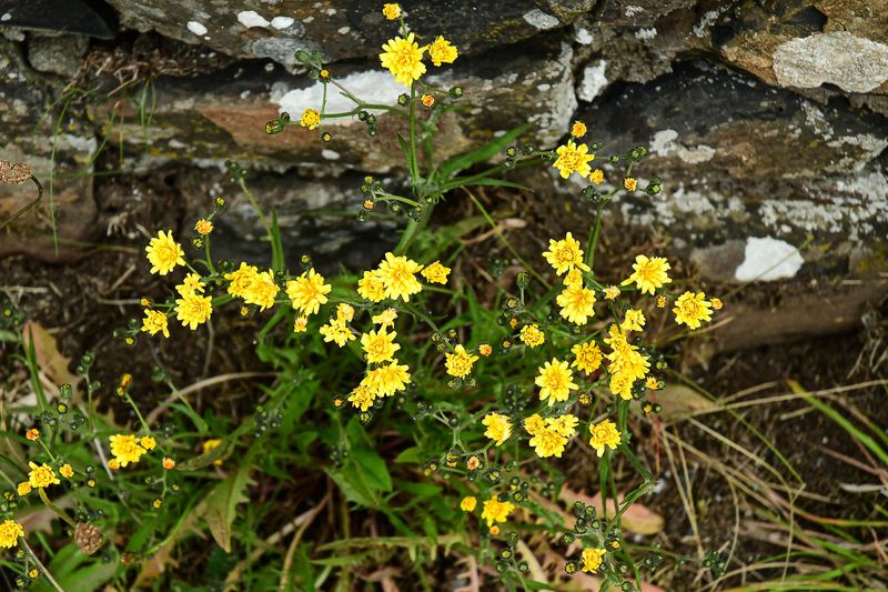 06 13 At Giant's Causeway - 5054