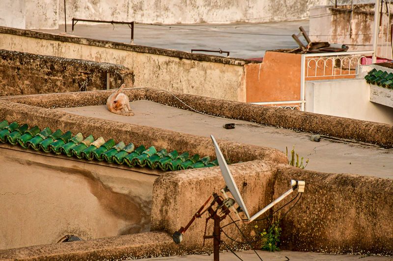 Roof-top view of Fez - Moroc-3595