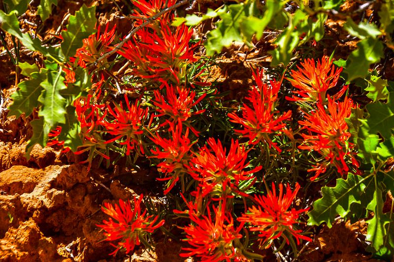 Probably Slickrock Paintbrush - Utah19-2-1011