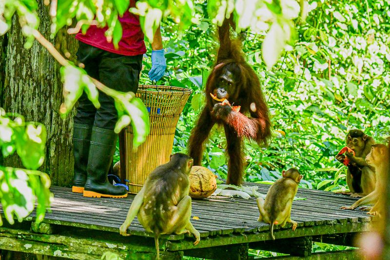 Sepilok Orangutan Rehabilitation Centre 