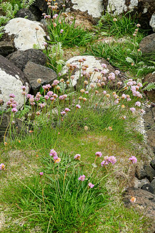 06 13 At Giant's Causeway - 5072