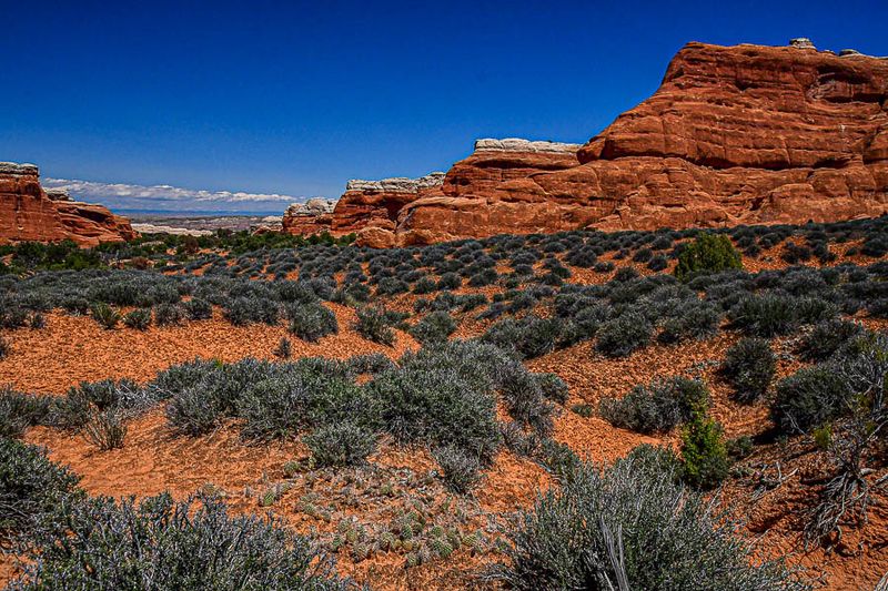 Brush and biological crust Utah19-2-1029-3