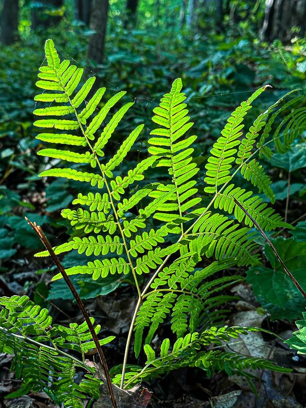 2024 05 05 Evening light through fern i5306