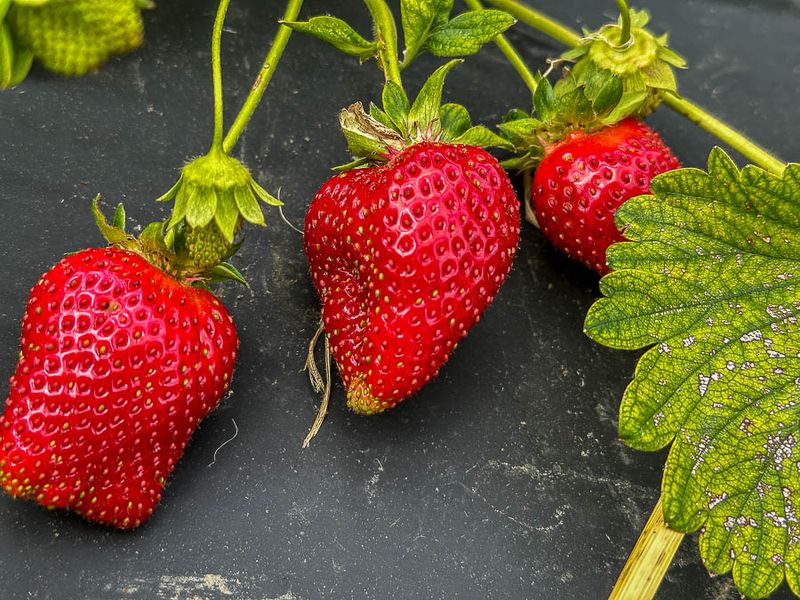 2024 05 11 Strawberries i5372