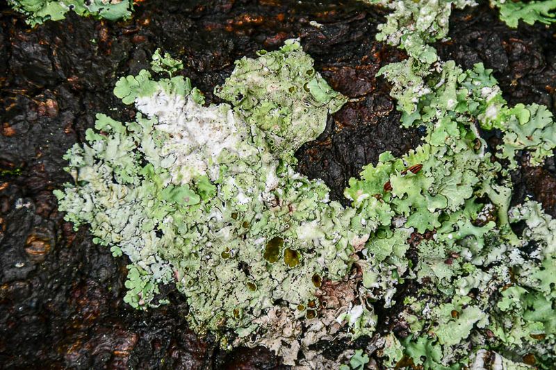 06 30 Lichen 5756
