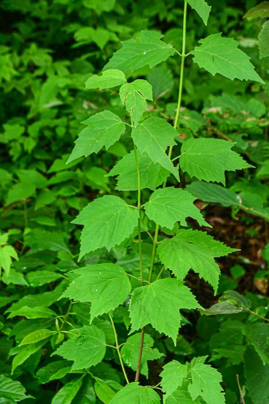 06 30 Maple leaf viburnum? 5761