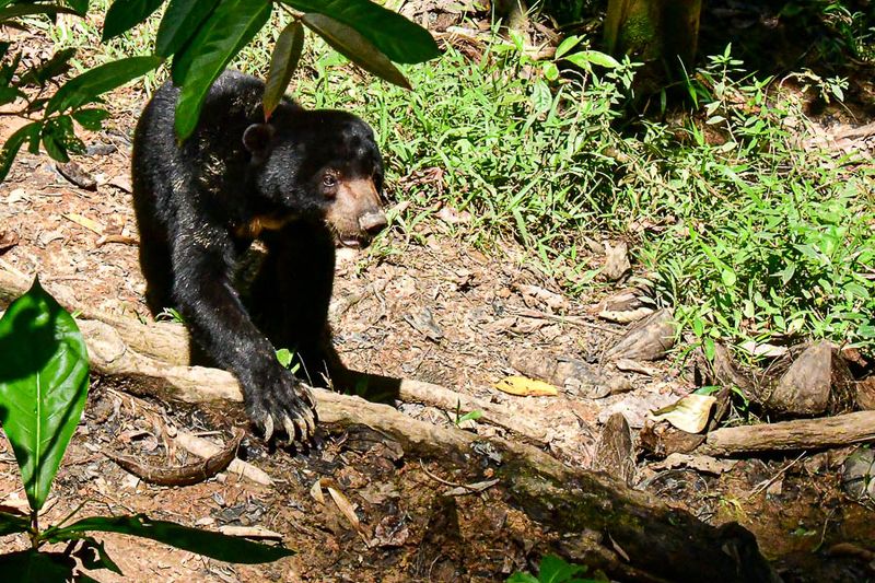 Bornean Sun Bear Conservation Centre