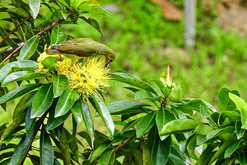 08 25 Greater green leafbird 4012