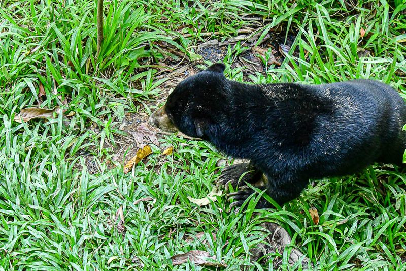Bornean sun bear 3959