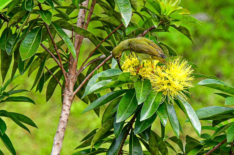 08 25 Greater green leafbird 4015