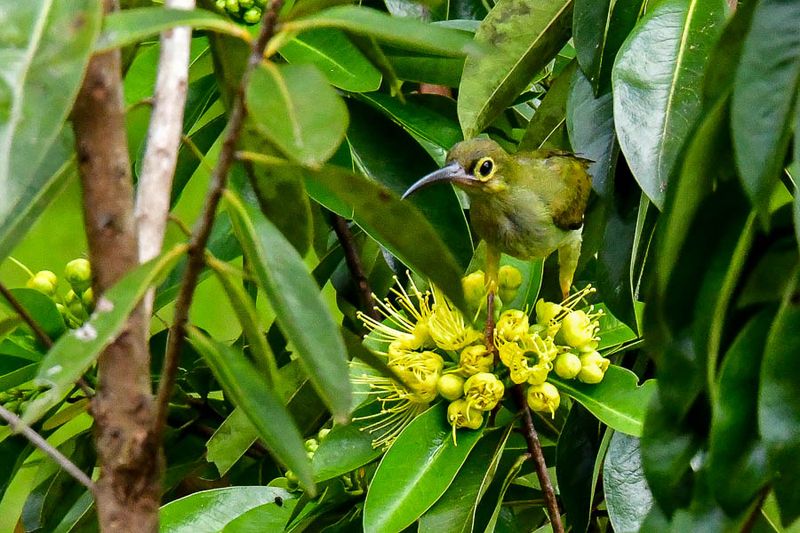 08 25 Greater green leafbird 4021