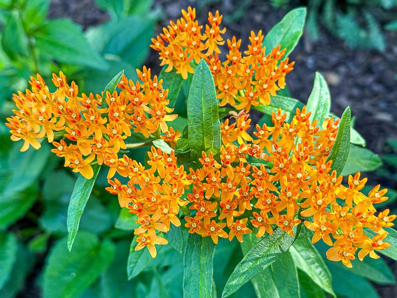 05 22 Butterfly milkweed 5514-1