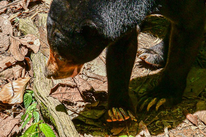 08 24 Bornean sun bear 3974