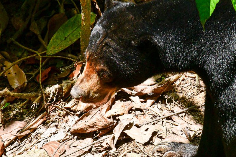 08 24 Bornean sun bear 3975