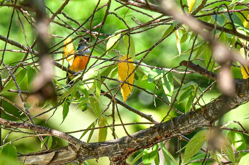 08 25 Orange-bellied Flowerpecker 4039