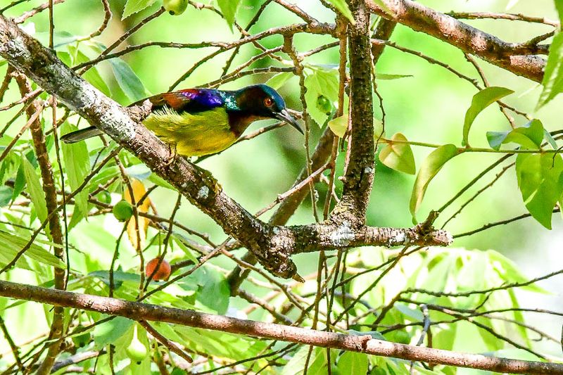 08 25 Brown-throated sunbird male 4044