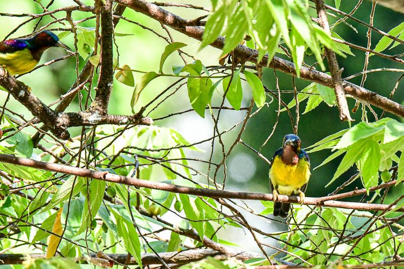 08 25 Two Brown-throated sunbird males 4047